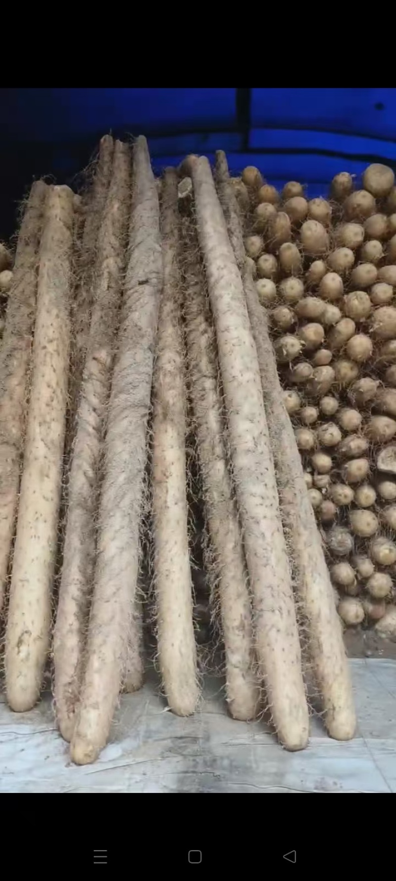 精品白玉山药河北白玉山药实力代办一条龙服务欢迎咨询