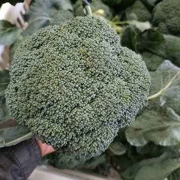 天门张港西兰花