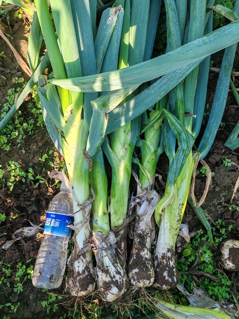 鸡腿大葱