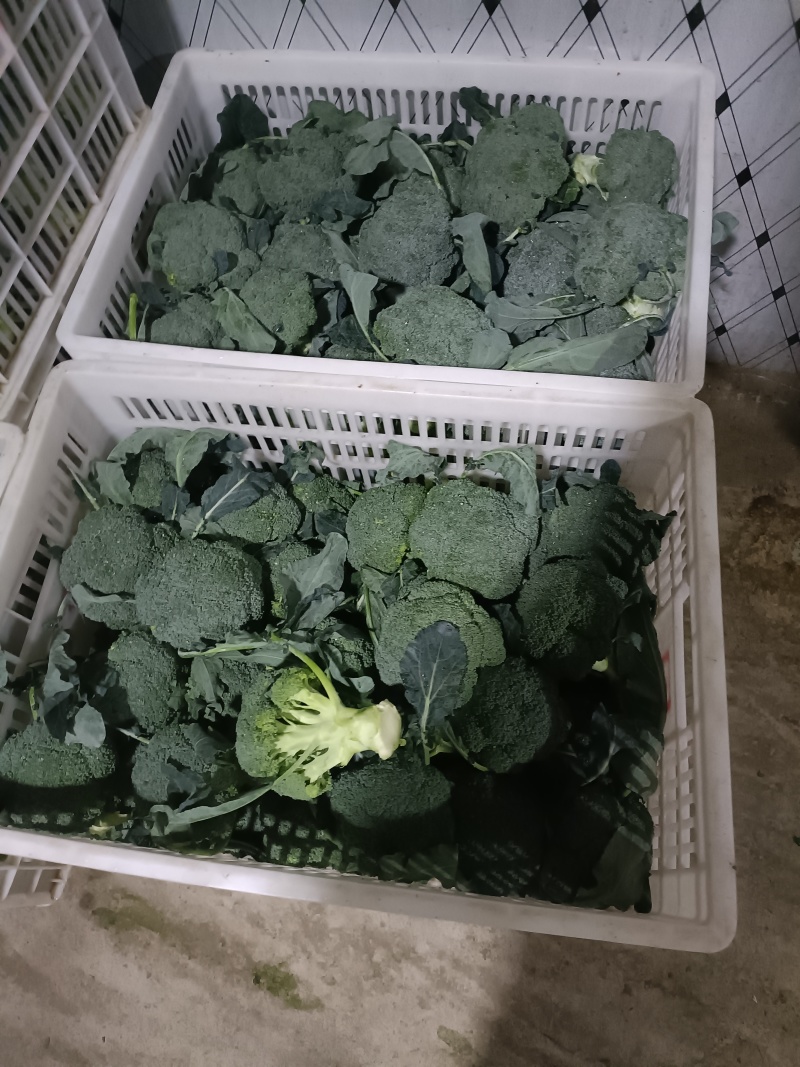 天门张港西兰花