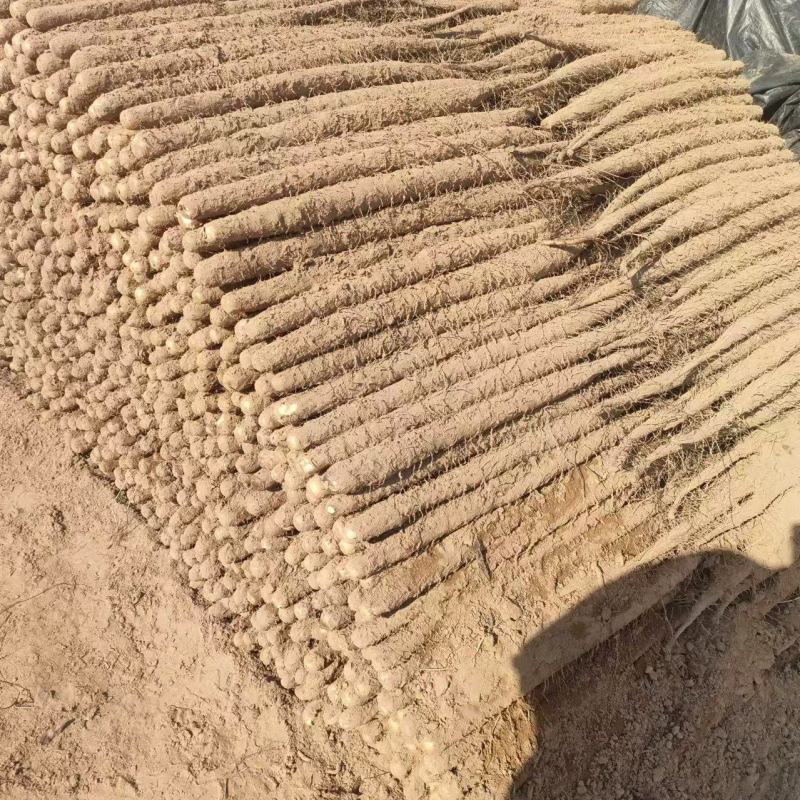 双棒山药
