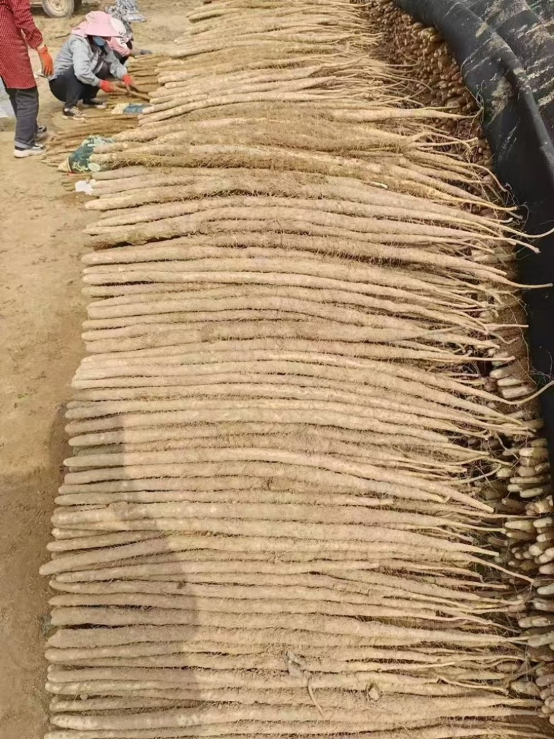 精品小白嘴山药，河北山药产地直发货量充足
