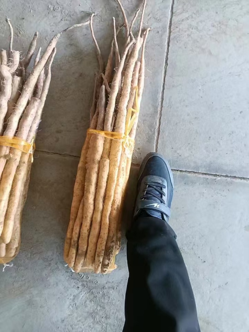 精品小白嘴山药，河北山药产地直发货量充足