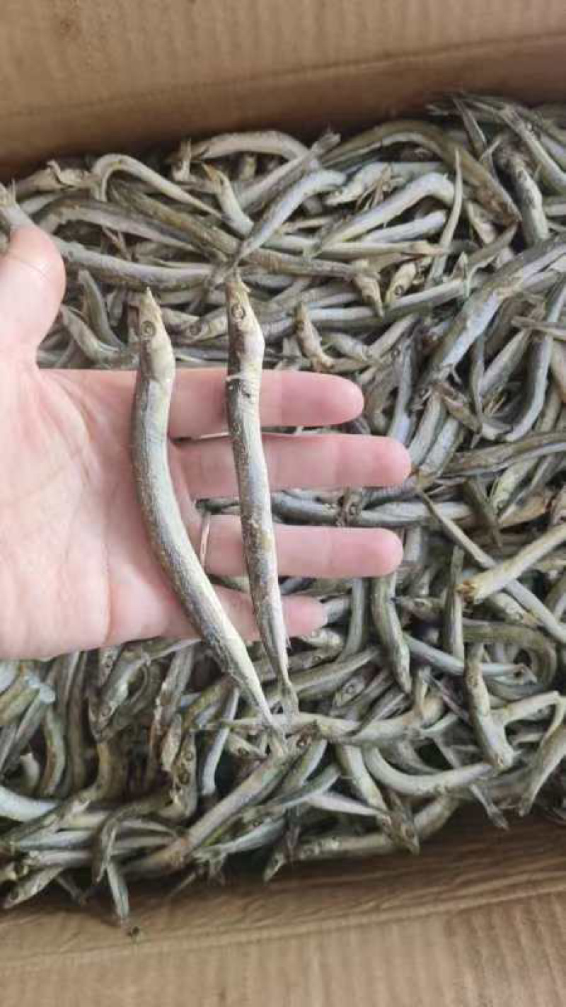 银针鱼、又名面条鱼、大量批发适合电商、社区团购欢迎下单