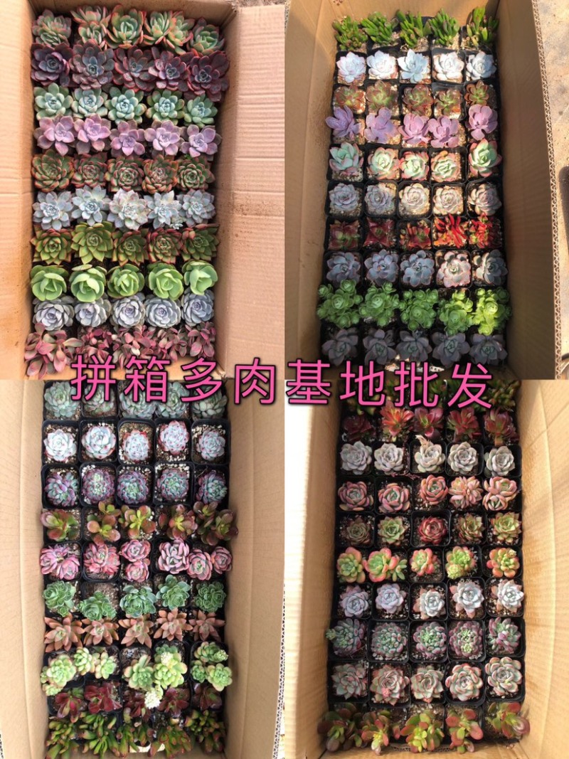 山东济南精品多肉拼箱状态如图所示一箱50颗