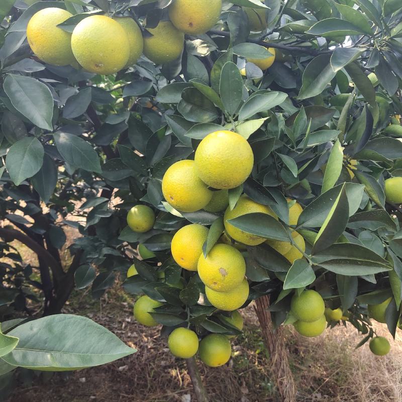 密香橙大量货源，接收预订
