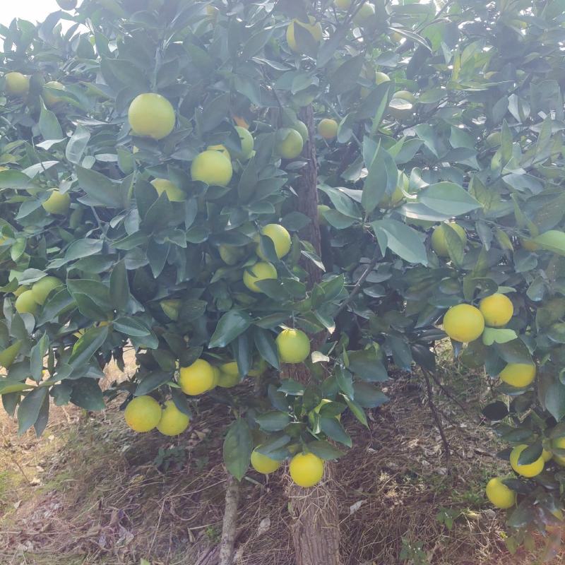 密香橙大量货源，接收预订