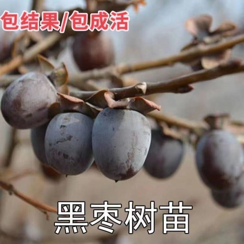 太行山黑枣