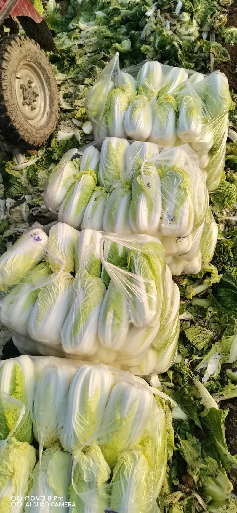 自产自销鲜菜~娃娃菜有货价位美丽，品质优越