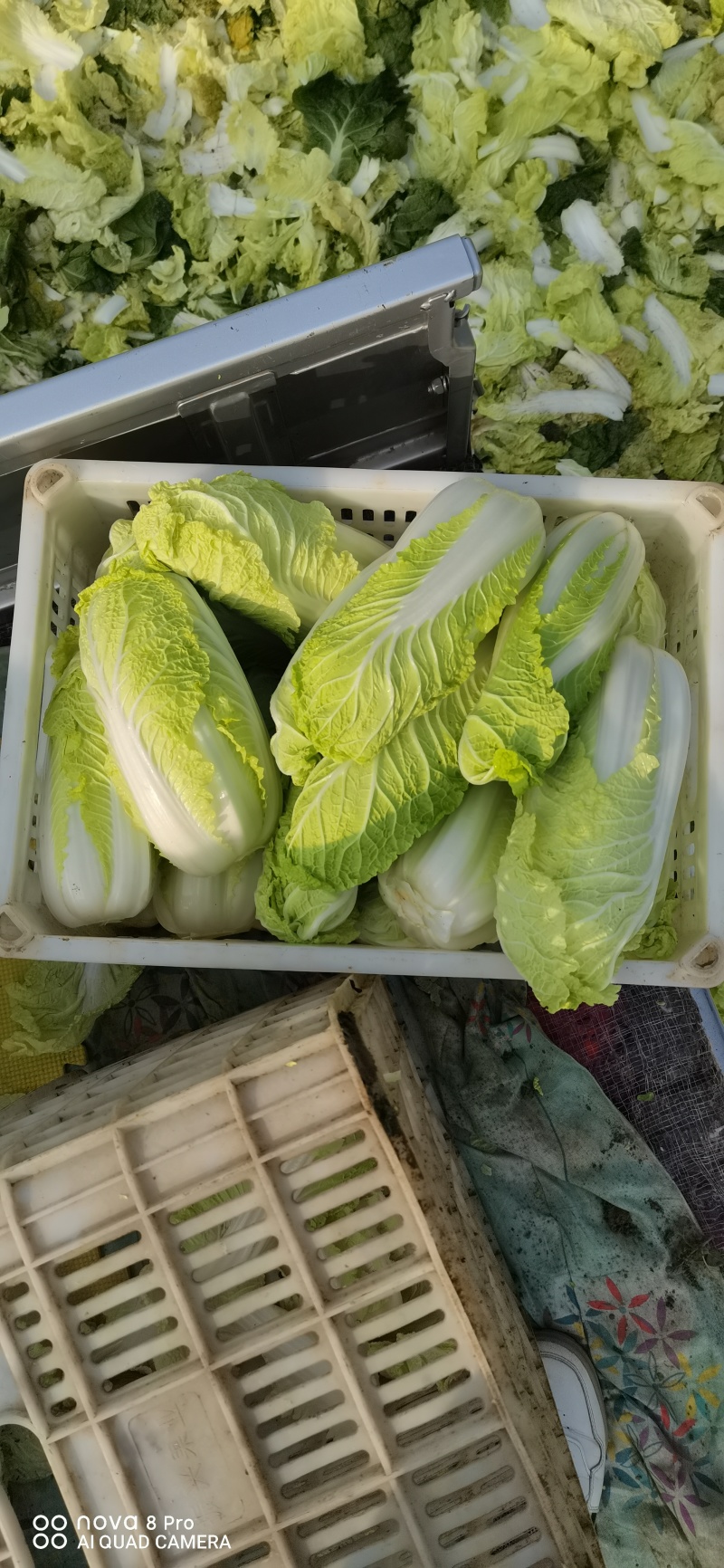 自产自销鲜菜~娃娃菜有货价位美丽，品质优越