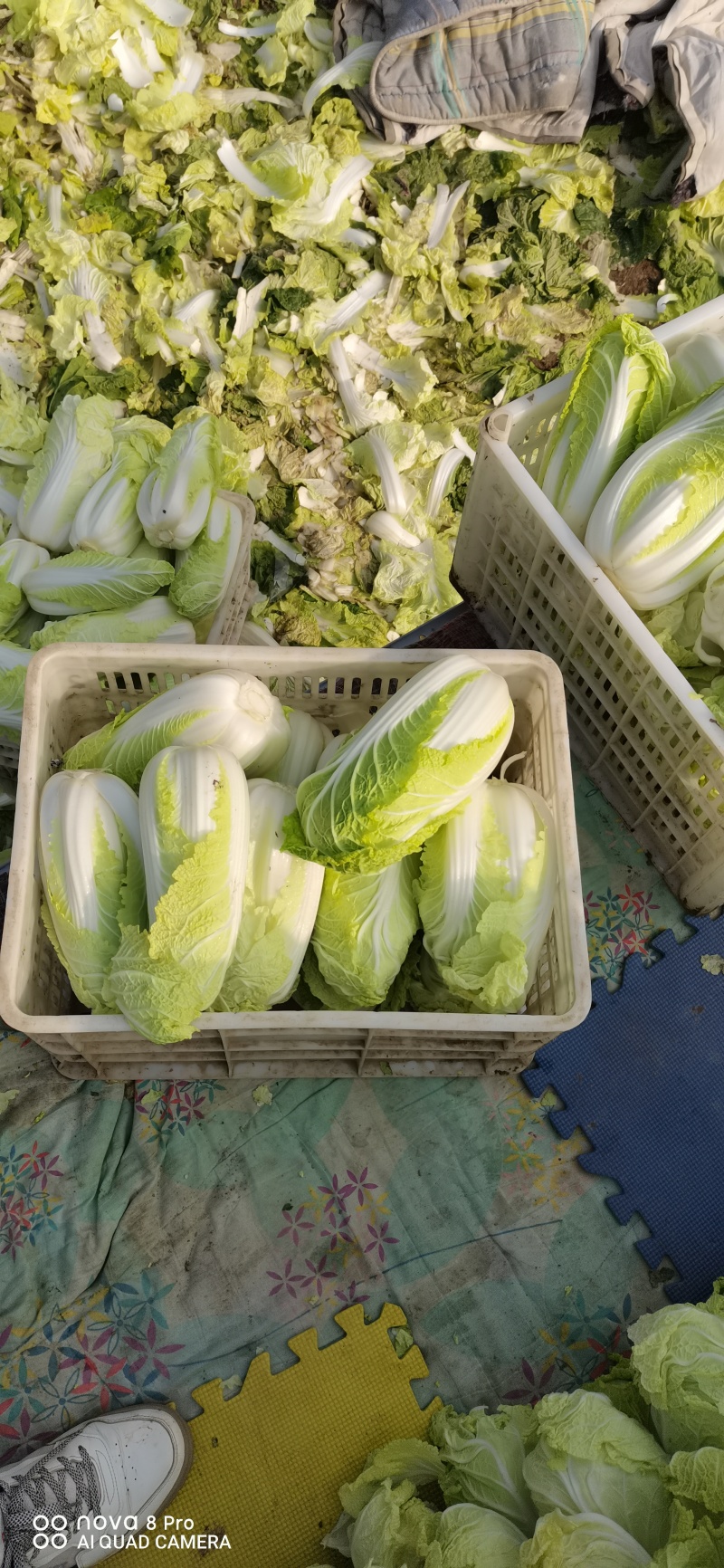 自产自销鲜菜~娃娃菜有货价位美丽，品质优越