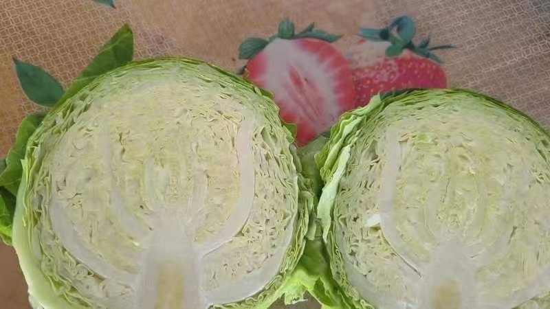 甘蓝1.5斤起步大量有货