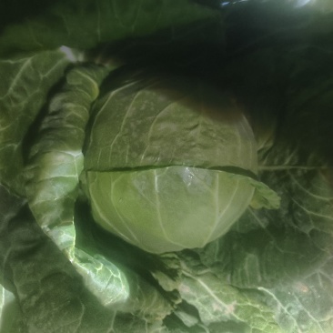 甘蓝1.5斤起大量有货