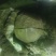 甘蓝1.5斤起大量有货