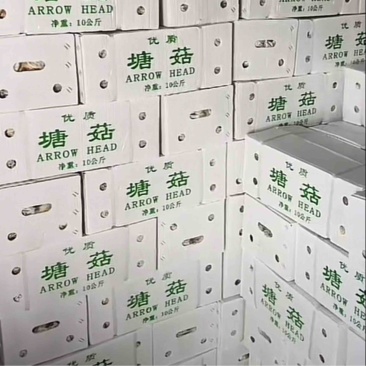机洗出口塘菇，精品茨菇，慈姑，出口马来西亚，新加坡等