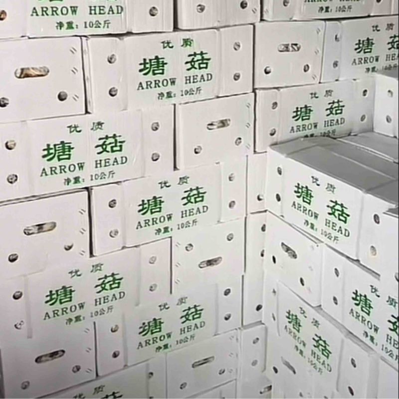 机洗出口塘菇，精品茨菇，慈姑，出口马来西亚，新加坡等