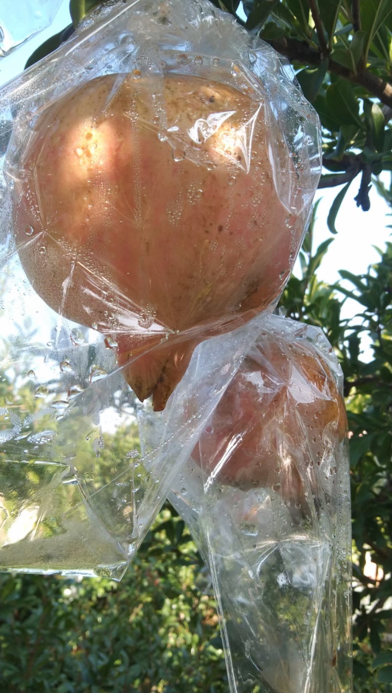 礼泉石榴大量现货需要价格便宜