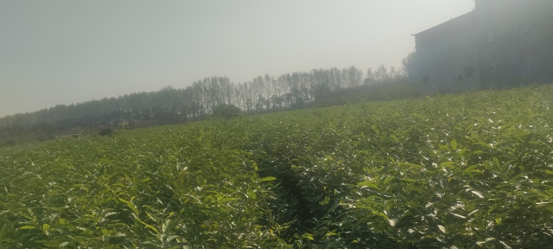 栓皮栎