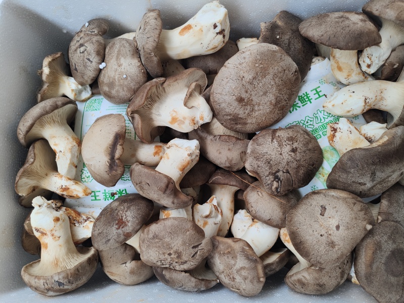 精品虎掌菌云南食用菌产地直供