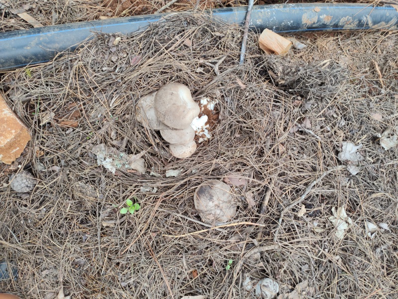 精品虎掌菌云南食用菌产地直供