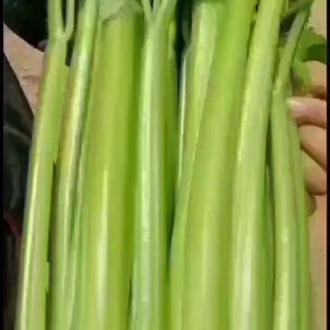 西芹