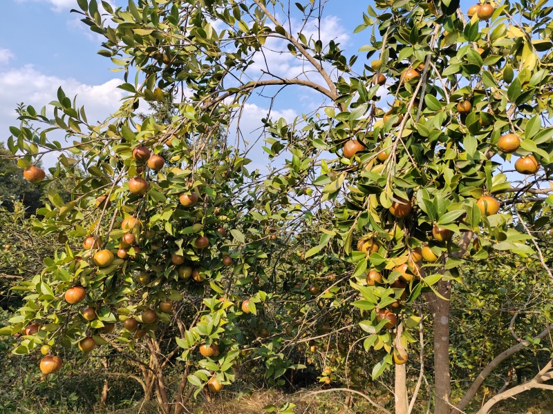 油茶果