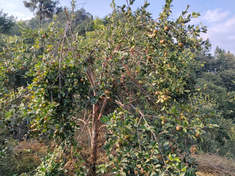 油茶果