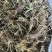水洗甘松，干净够绿，全网***，一手货源，长期供应
