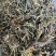 水洗甘松，干净够绿，全网***，一手货源，长期供应