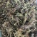 水洗甘松，干净够绿，全网***，一手货源，长期供应
