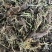 水洗甘松，干净够绿，全网***，一手货源，长期供应