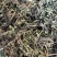 水洗甘松，干净够绿，全网***，一手货源，长期供应