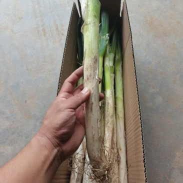 大葱一件代发，专业专注，各类生鲜，山东特产，一件代发，各