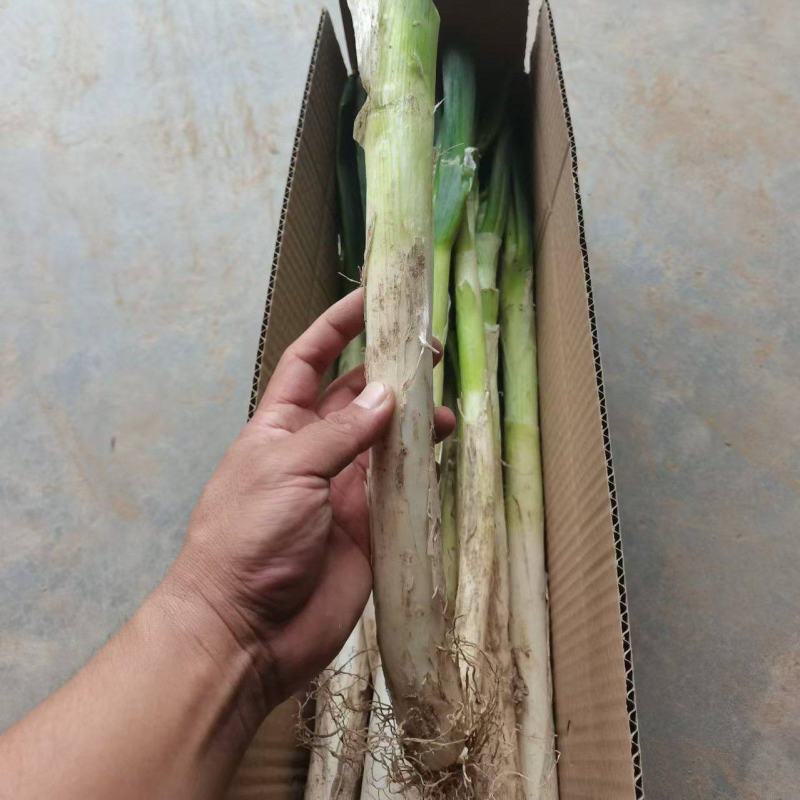大葱一件代发，专业专注，各类生鲜，山东特产，一件代发，各