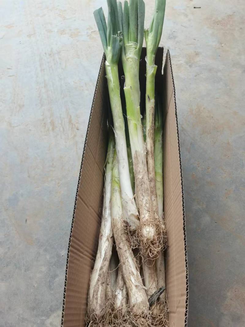 大葱一件代发，专业专注，各类生鲜，山东特产，一件代发，各