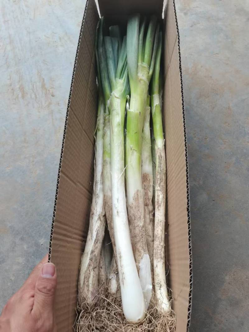 大葱一件代发，专业专注，各类生鲜，山东特产，一件代发，各