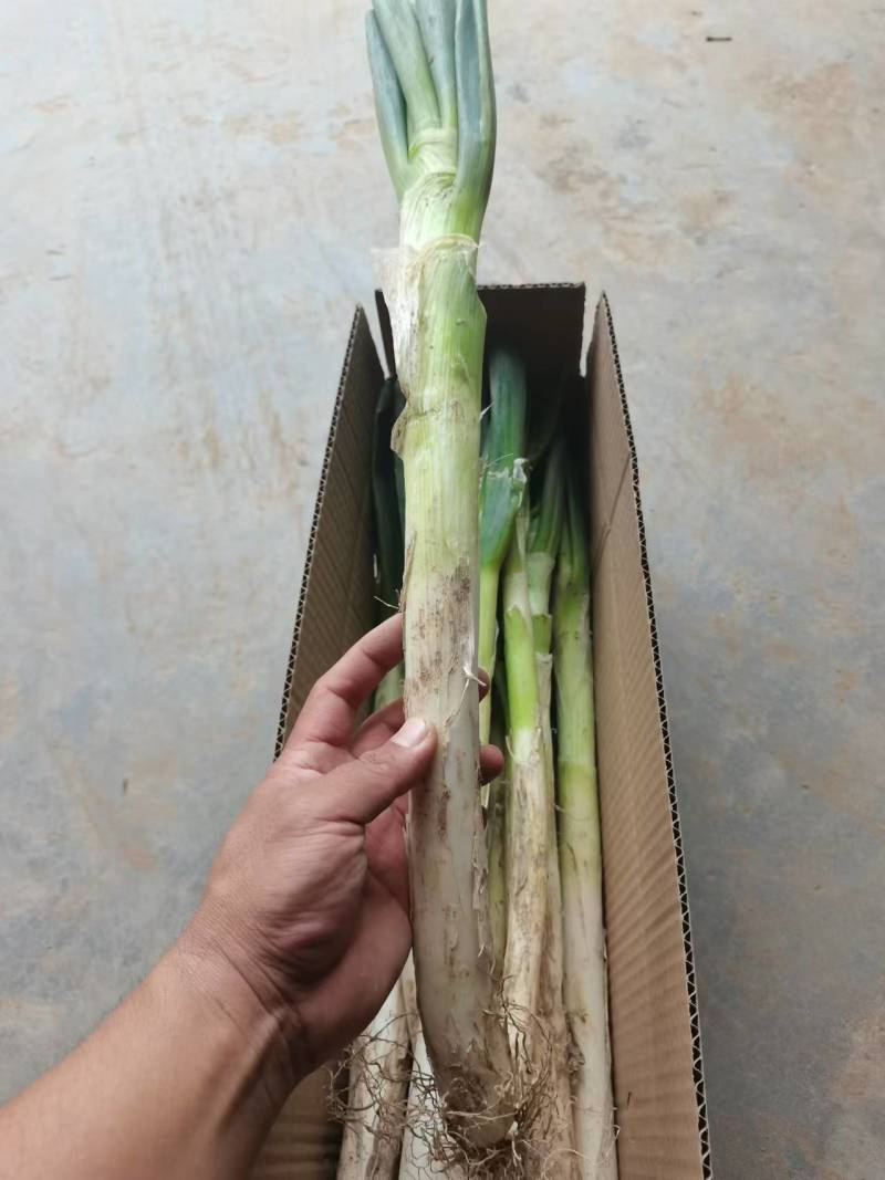 大葱一件代发，专业专注，各类生鲜，山东特产，一件代发，各