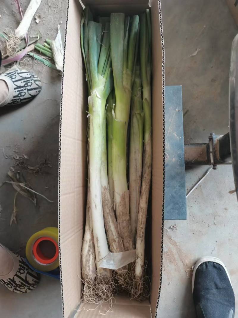 大葱一件代发，专业专注，各类生鲜，山东特产，一件代发，各