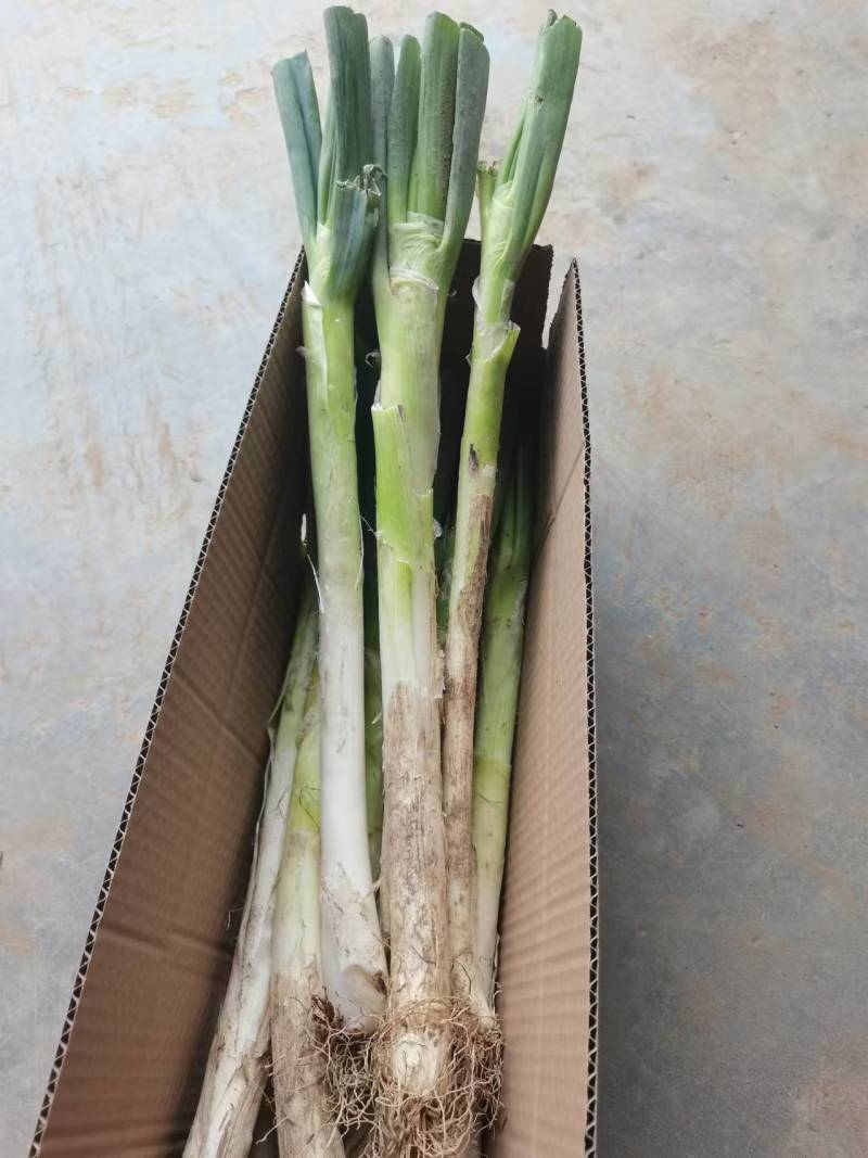 大葱一件代发，专业专注，各类生鲜，山东特产，一件代发，各