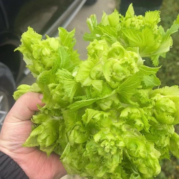 基地货，儿菜漂亮板正