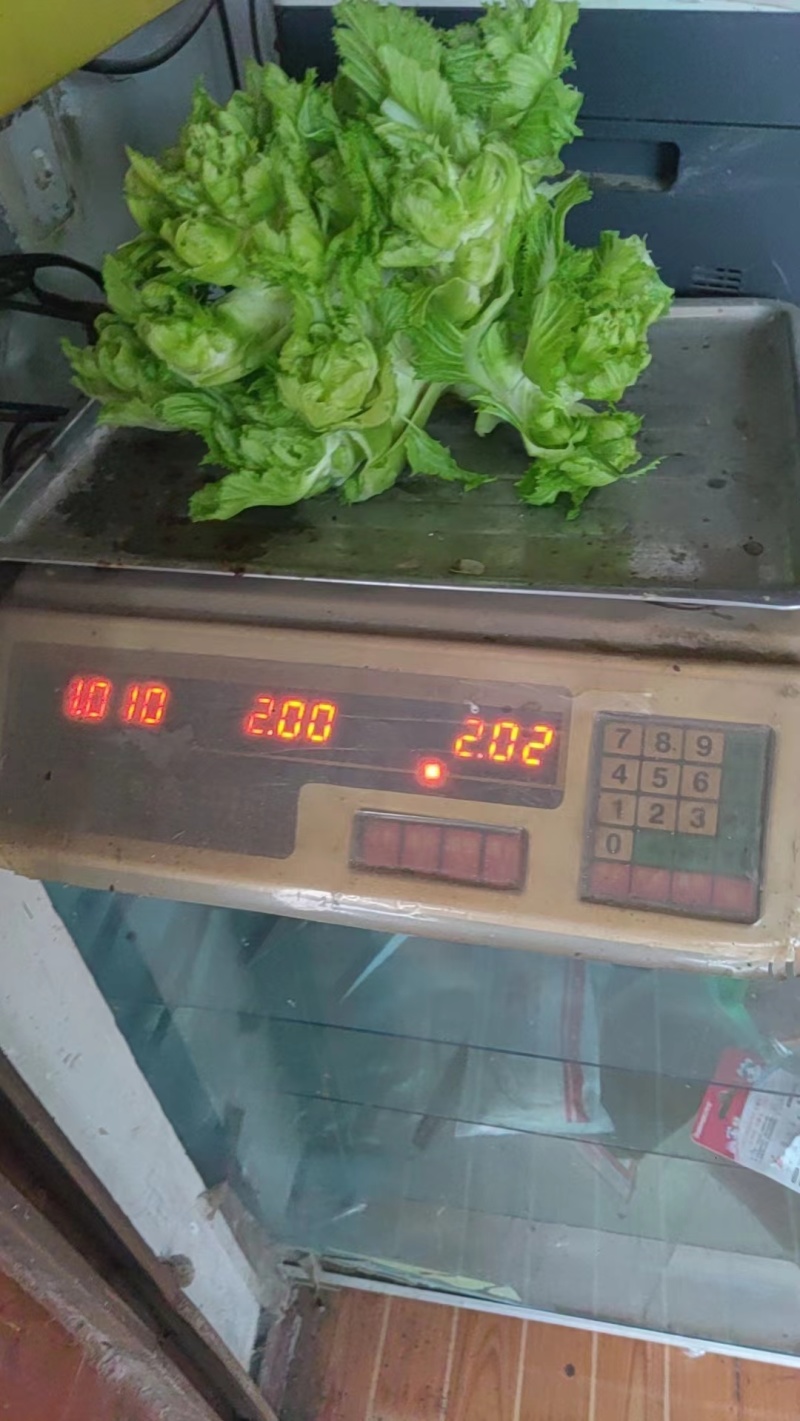 基地货，儿菜漂亮板正