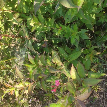 红王子锦带