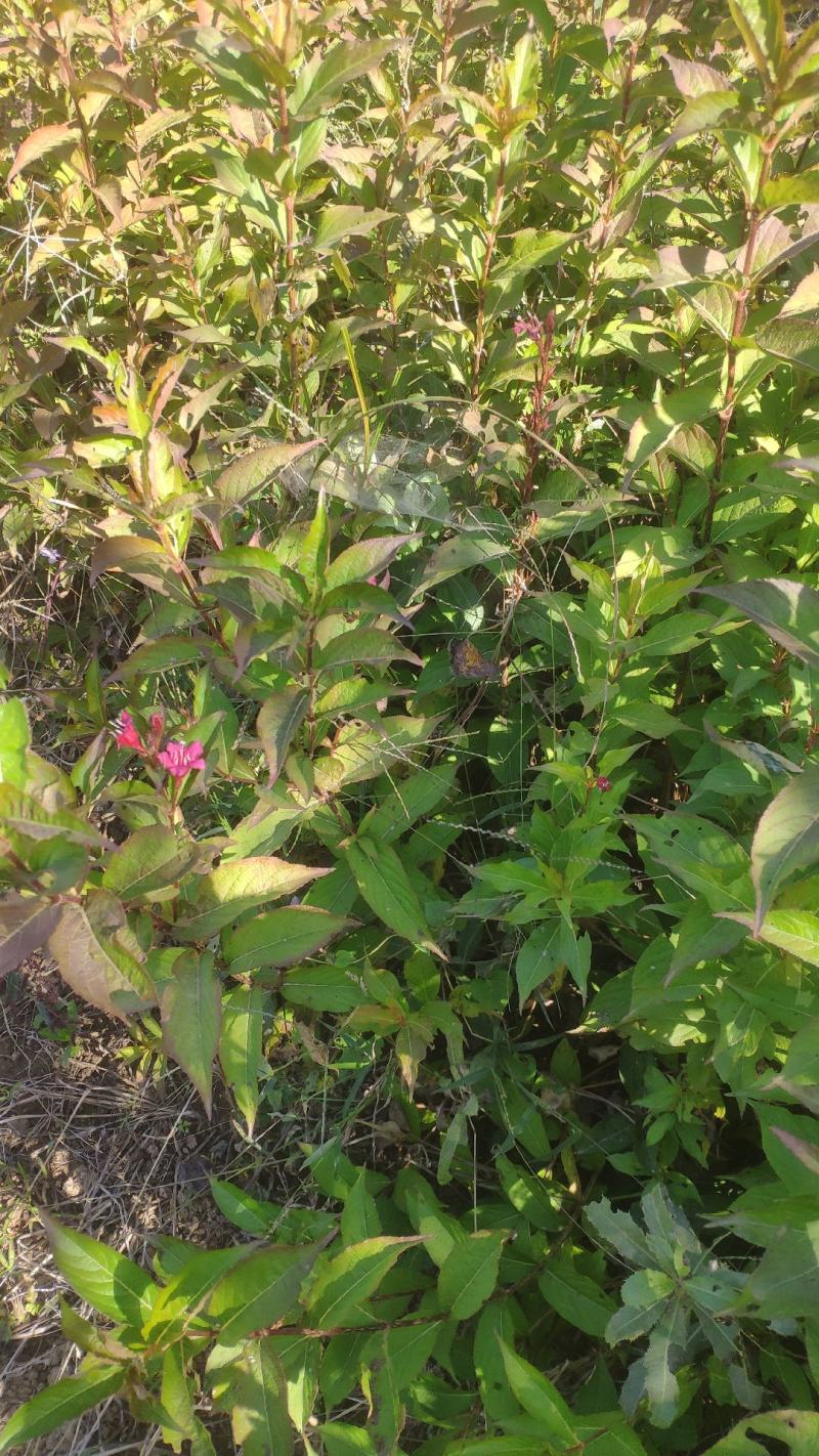 红王子锦带