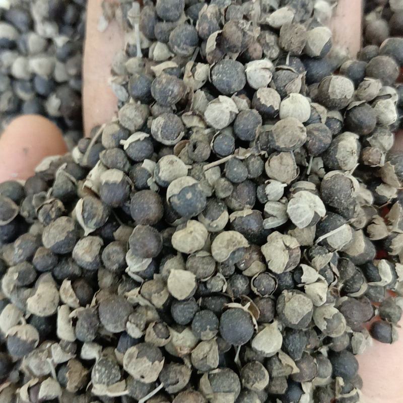 慢惊子，有需要的老板量大丛优，质量和售后我来保证