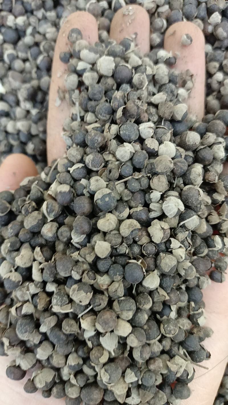 慢惊子，有需要的老板量大丛优，质量和售后我来保证