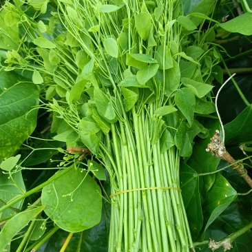 特野菜，赤苍腾，辣木菜