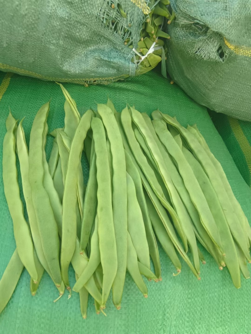 绿扁豆刀豆