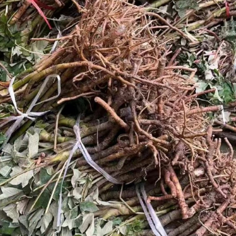 大通草种苗