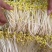 新鲜黄豆芽传统手艺领样品800g包邮到家