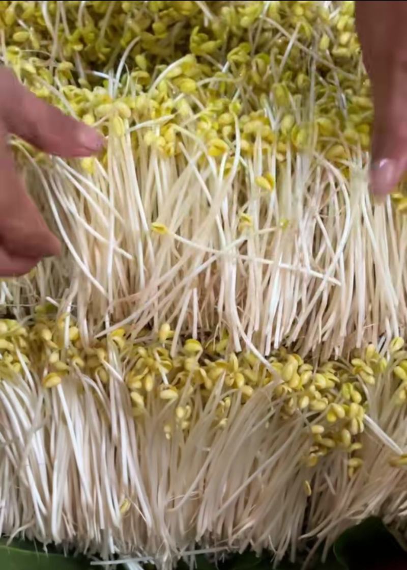 新鲜黄豆芽传统手艺领样品800g包邮到家